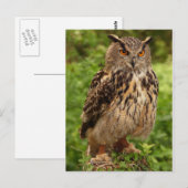 Carte postale Owl (Devant / Derrière)