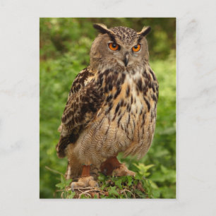 Carte postale Owl