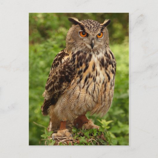 Carte postale Owl (Devant)
