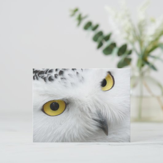 Carte postale Owl (Debout devant)