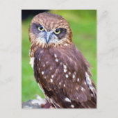 Carte postale Owl (Devant)
