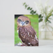 Carte postale Owl (Debout devant)