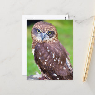 Carte postale Owl