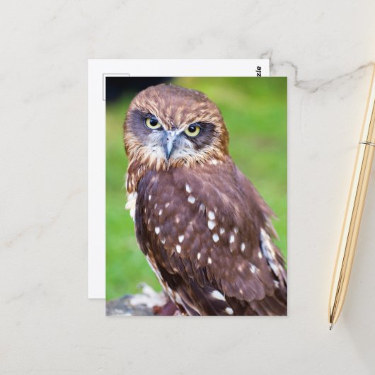 Carte postale Owl (Devant/Arrière en situation)
