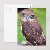 Carte postale Owl (Devant / Derrière)