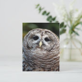 Carte postale Owl (Debout devant)