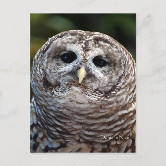 Carte postale Owl (Devant)