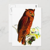 Carte postale Owl (Devant / Derrière)
