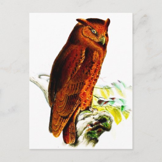 Carte postale Owl (Devant)