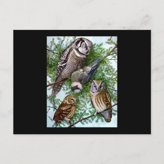 Carte Postale Owl Art (Devant)