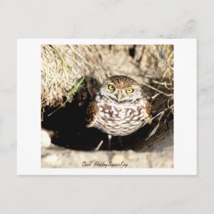 Carte Postale Owl.Carte postale