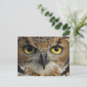 Carte Postale Owl Eyes (Debout devant)