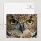 Carte Postale Owl Eyes (Devant / Derrière)
