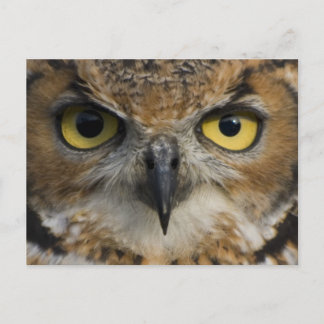 Carte Postale Owl Eyes