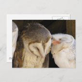 Carte Postale Owl Kisses ! (Devant / Derrière)