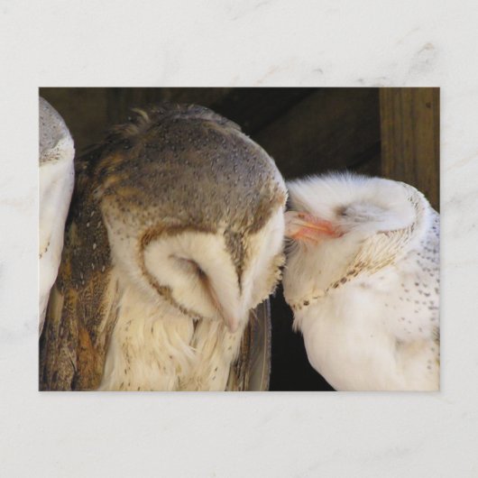 Carte Postale Owl Kisses ! (Devant)
