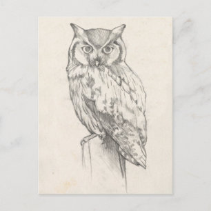 Carte Postale Owl Portrait - Sketch