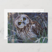 Carte Postale Owl short-eared (Devant / Derrière)