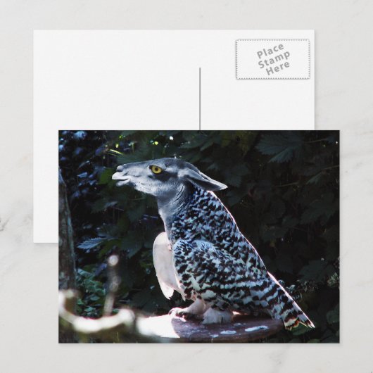 Carte postale Owlama (Devant / Derrière)