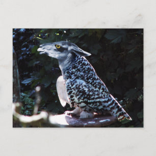 Carte postale Owlama