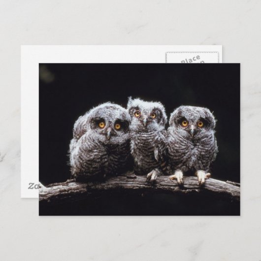 Carte Postale Owlet Trio (Devant / Derrière)