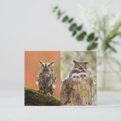 Carte postale Owls (Debout devant)