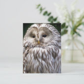 CARTE POSTALE OWLS (Debout devant)
