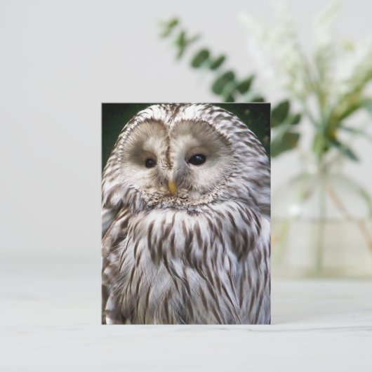 CARTE POSTALE OWLS (Debout devant)