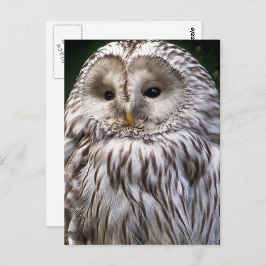 CARTE POSTALE OWLS (Devant / Derrière)