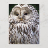 CARTE POSTALE OWLS (Devant)