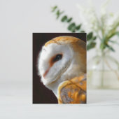 CARTE POSTALE OWLS (Debout devant)