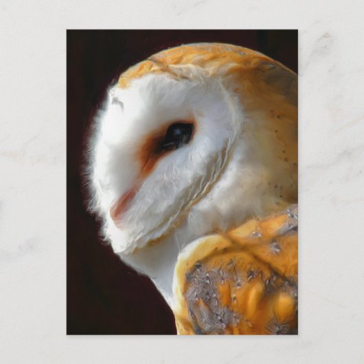 CARTE POSTALE OWLS (Devant)