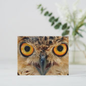 Carte Postale Owls Eyes (Debout devant)
