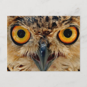 Carte Postale Owls Eyes