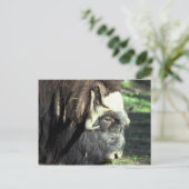 Carte Postale Ox musqué (Debout devant)