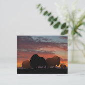 Carte Postale Ox musqué (Debout devant)