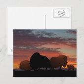 Carte Postale Ox musqué (Devant / Derrière)