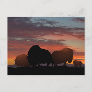 Carte Postale Ox musqué