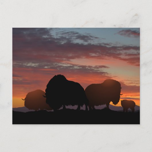 Carte Postale Ox musqué (Devant)