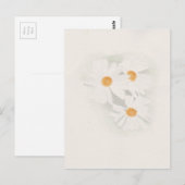 Carte Postale Ox oeil marguerite (Devant / Derrière)