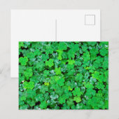 Carte Postale Oxalis de printemps (Devant / Derrière)