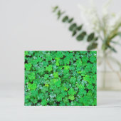 Carte Postale Oxalis de printemps (Debout devant)