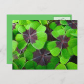 Carte Postale Oxalis Feuille - Rouge et vert (Devant / Derrière)