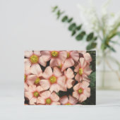 Carte Postale Oxalis, fleur de sorrel (Debout devant)