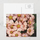 Carte Postale Oxalis, fleur de sorrel (Devant / Derrière)