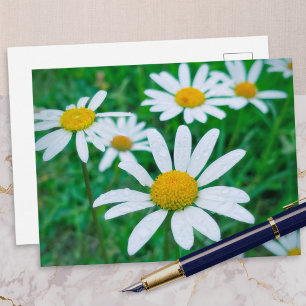 Carte Postale Oxeye Daisy Flowers Meadow Photo Photographie Art