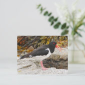 Carte postale Oystercatcher (Debout devant)