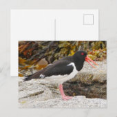 Carte postale Oystercatcher (Devant / Derrière)
