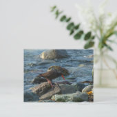 Carte Postale Oystercatcher noir (Debout devant)