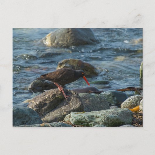 Carte Postale Oystercatcher noir (Devant)